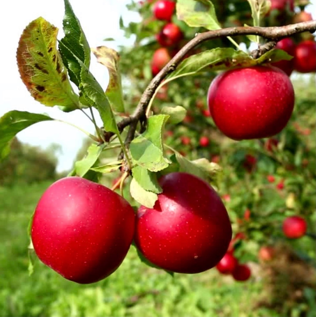 Apple Picking